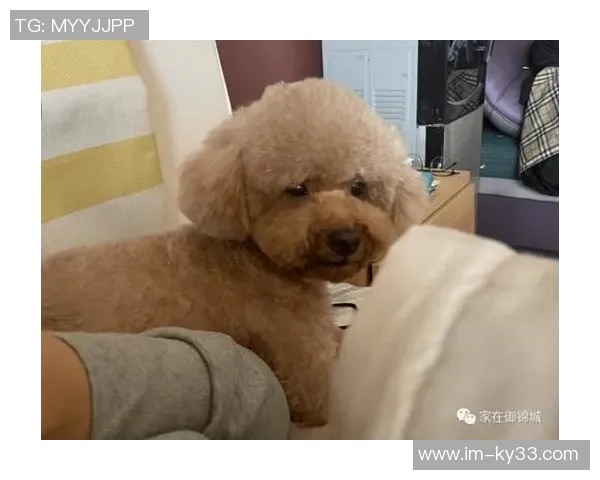 重金悬赏一万美元寻找拉姆塞走失爱犬希望尽快寻回爱宠